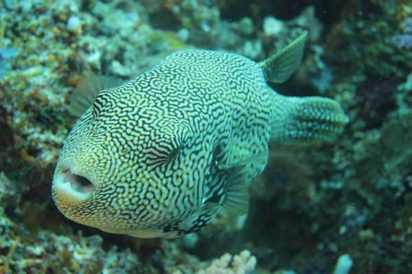 Raja Ampat - Tabari Dive Lodge 2