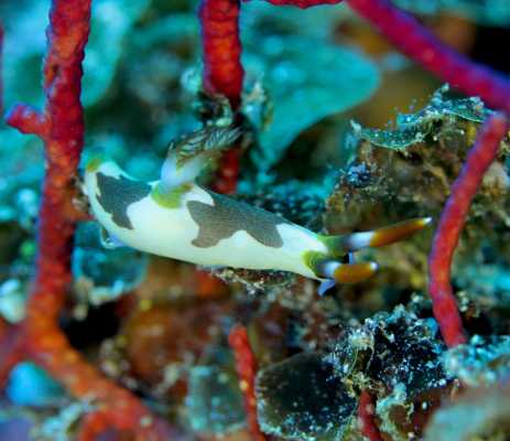 Raja Ampat - Tabari Dive Lodge 4