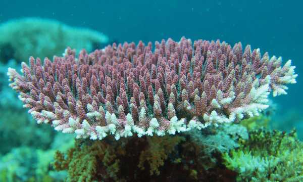 Raja Ampat - Tabari Dive Lodge 6