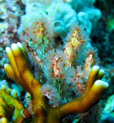 Raja Ampat - Tabari Dive Lodge 7