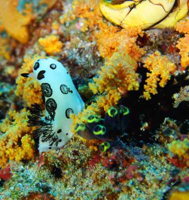 Raja Ampat - Tabari Dive Lodge 9