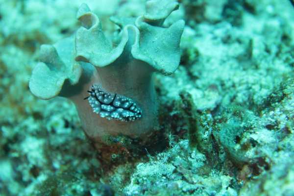 Raja Ampat - Tabari Dive Lodge 11