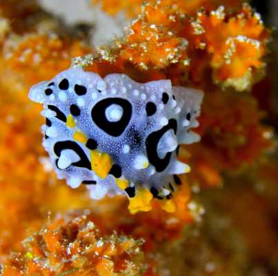 Raja Ampat - Tabari Dive Lodge 12