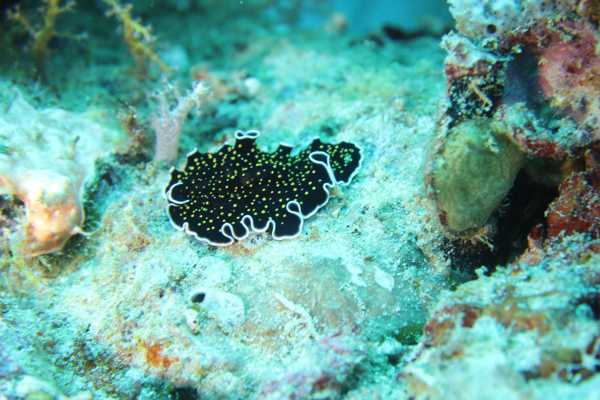 Raja Ampat - Tabari Dive Lodge 13