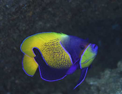 Raja Ampat - Tabari Dive Lodge 14