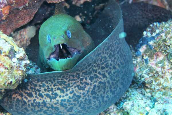 Raja Ampat - Tabari Dive Lodge 15