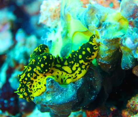 Raja Ampat - Tabari Dive Lodge 16