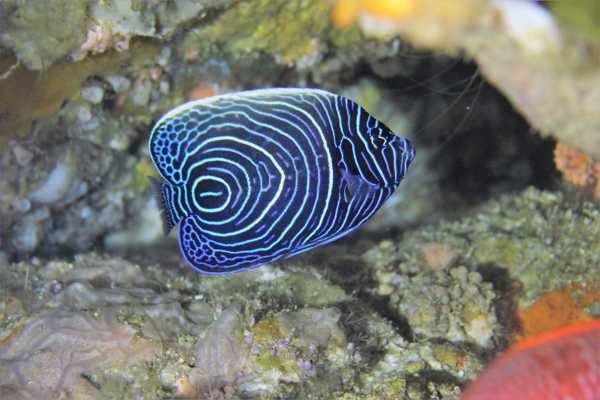 Raja Ampat - Tabari Dive Lodge 17