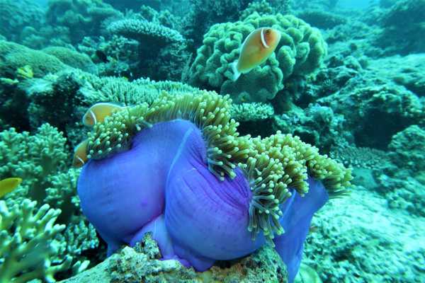 Raja Ampat - Tabari Dive Lodge 19