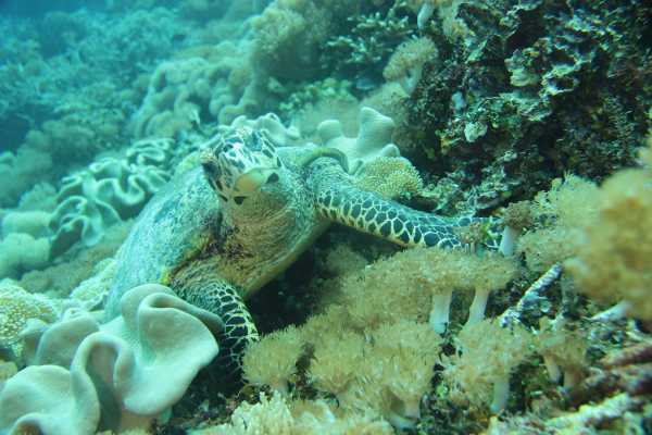 Raja Ampat - Tabari Dive Lodge 22