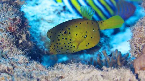 Raja Ampat - Tabari Dive Lodge 23