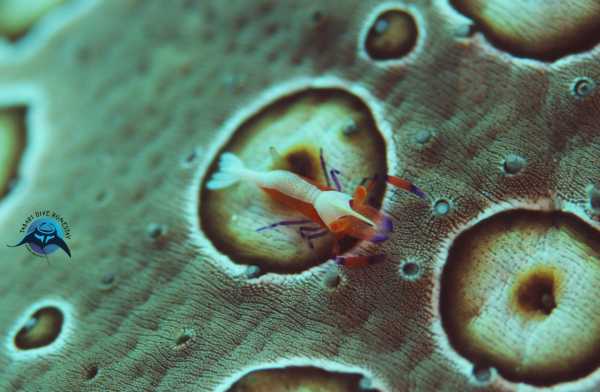 Raja Ampat - Tabari Dive Lodge 25