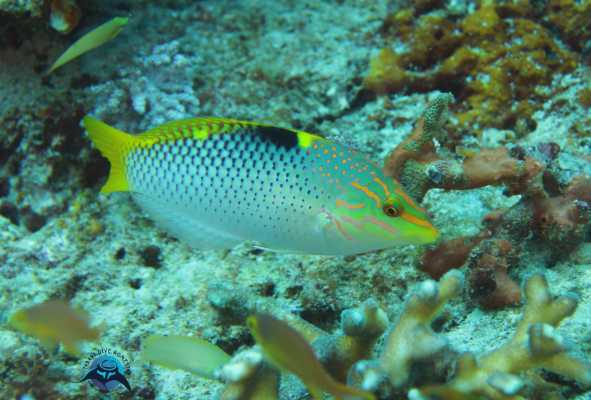 Raja Ampat - Tabari Dive Lodge 26