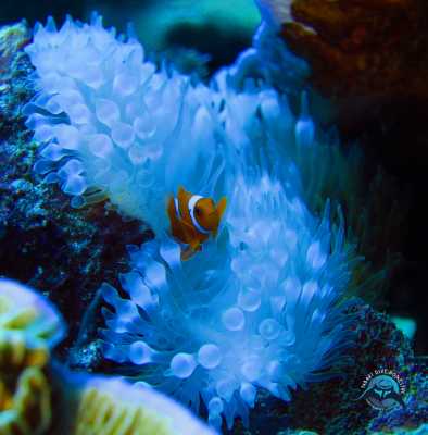Raja Ampat - Tabari Dive Lodge 28
