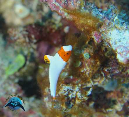 Raja Ampat - Tabari Dive Lodge 29