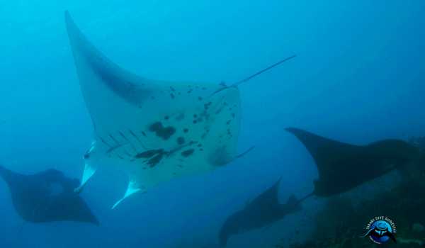 Raja Ampat - Tabari Dive Lodge 32