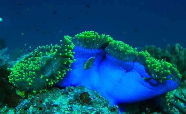 Raja Ampat - Tabari Dive Lodge 33