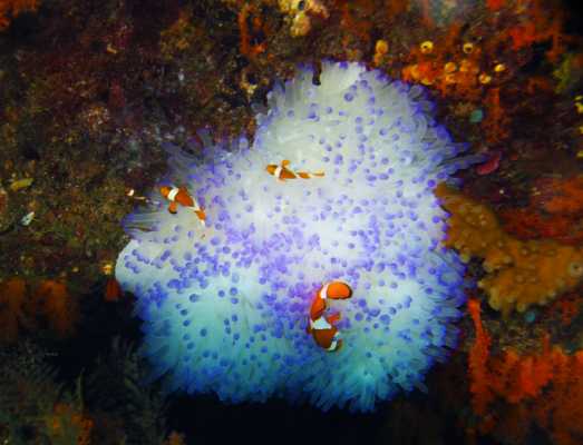 Raja Ampat - Tabari Dive Lodge 36