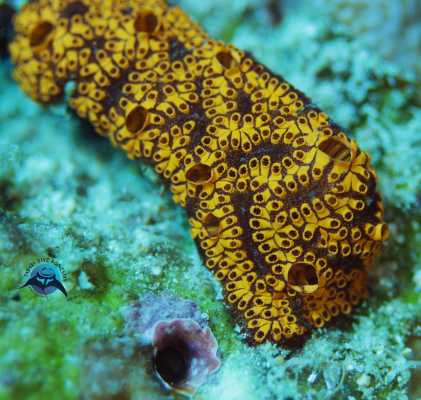 Raja Ampat - Tabari Dive Lodge 38