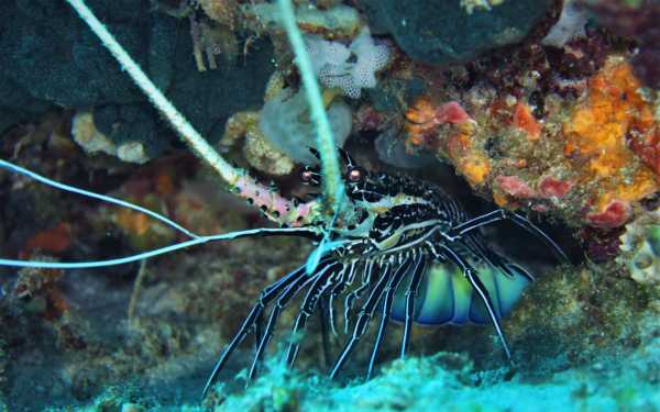 Raja Ampat - Tabari Dive Lodge 41