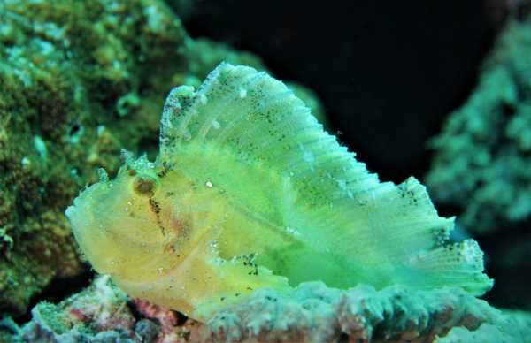 Raja Ampat - Tabari Dive Lodge 42