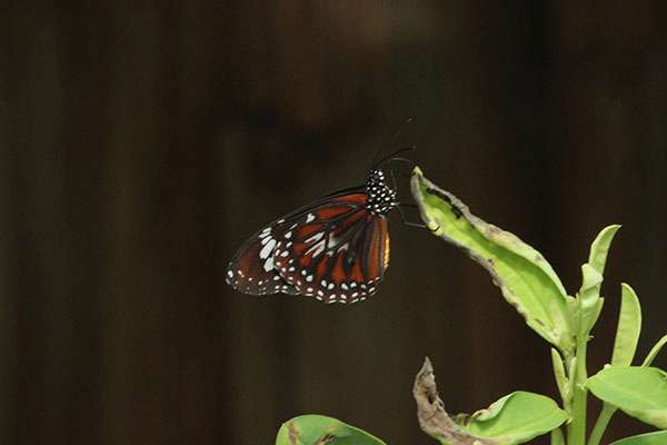 Raja Ampat - Tabari Dive Lodge 14